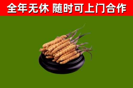 盂县回收散虫草