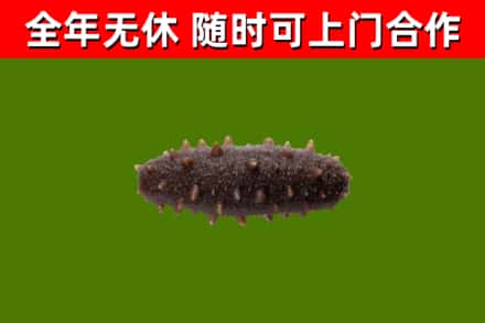 盂县回收海参干